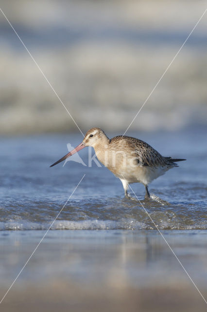 Rosse Grutto (Limosa lapponica)