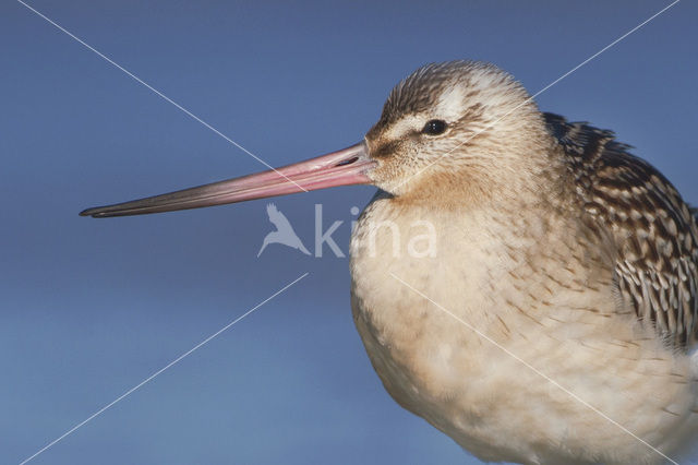 Bar-tailed Godwit (Limosa lapponica)