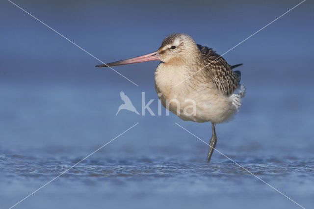 Bar-tailed Godwit (Limosa lapponica)