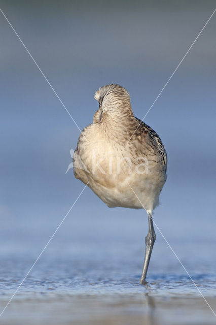 Bar-tailed Godwit (Limosa lapponica)