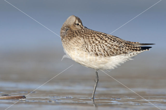 Bar-tailed Godwit (Limosa lapponica)