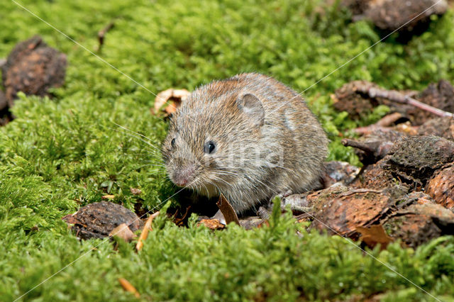 Rosse woelmuis (Clethrionomys glareolus)