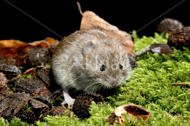 Bank Vole (Clethrionomys glareolus)