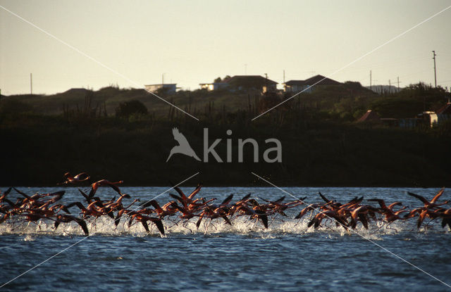 Greater Flamingo (Phoenicopterus ruber)