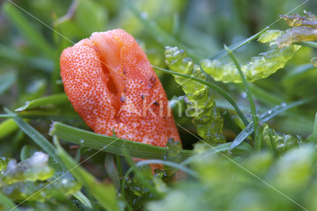 Rupsendoder (Cordyceps militaris)