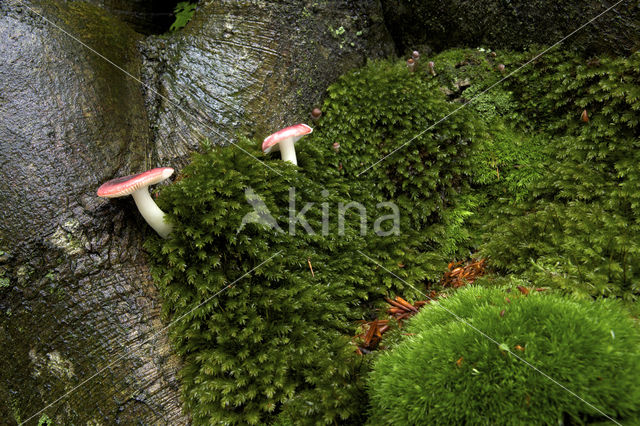 Brittlegill (Russula spec.)