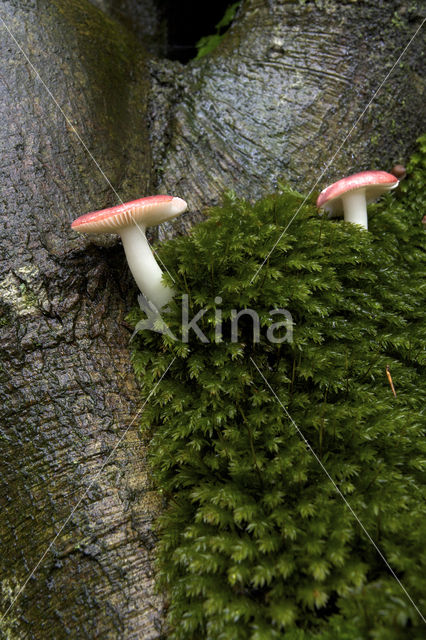 Brittlegill (Russula spec.)