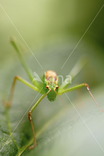 Sabelsprinkhaan (Tettiginia spec.)