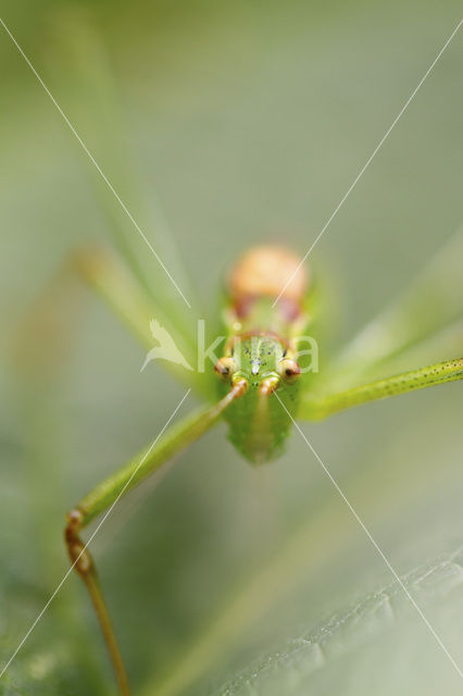 Bush-cricket (Tettiginia spec.)