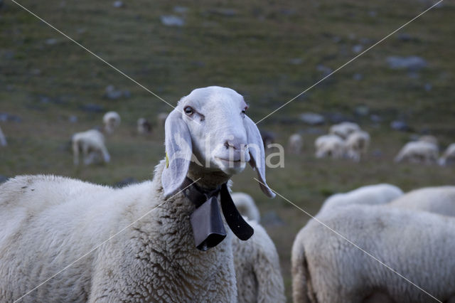 Schaap (Ovis spec.)