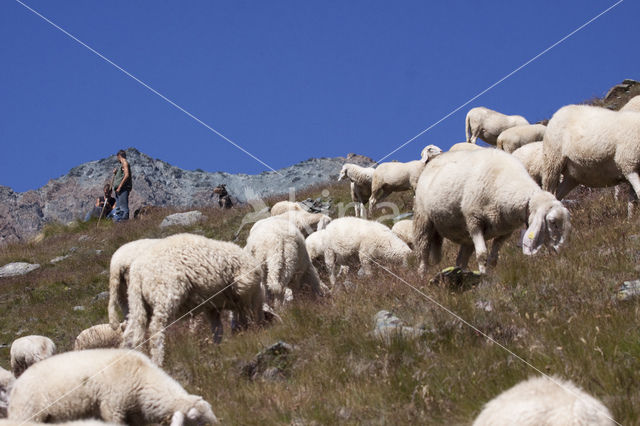 Schaap (Ovis spec.)