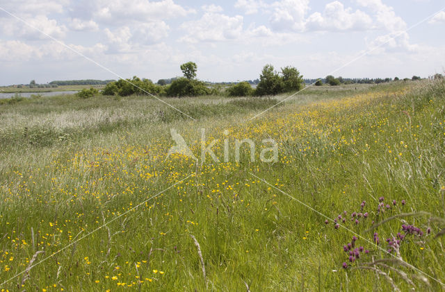 Scherpe boterbloem (Ranunculus acris)