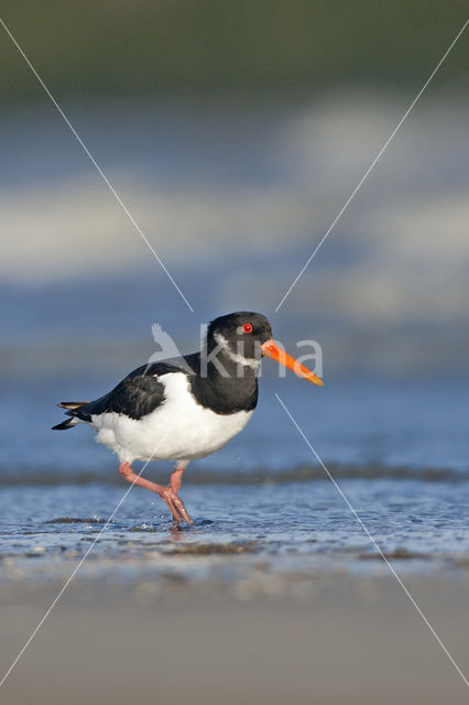 Oystercatcher (Haematopus ostralegus)