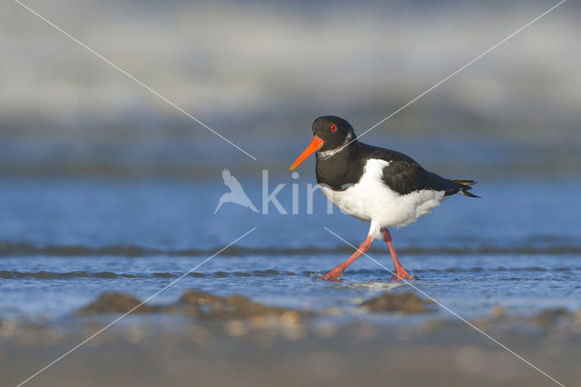 Oystercatcher (Haematopus ostralegus)