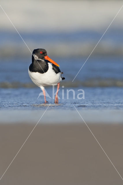 Oystercatcher (Haematopus ostralegus)