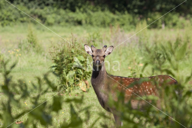 Sikahert (Cervus nippon)