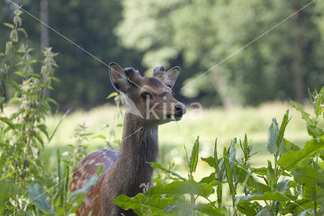 Sikahert (Cervus nippon)