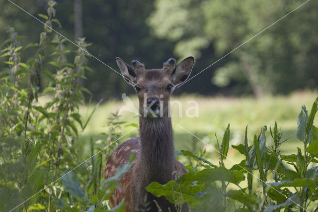 Sikahert (Cervus nippon)