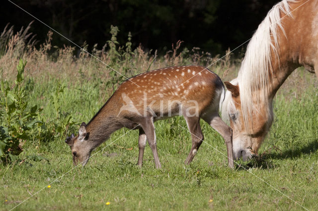 Sikahert (Cervus nippon)