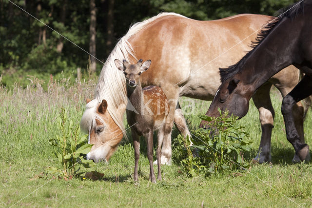 Sikahert (Cervus nippon)