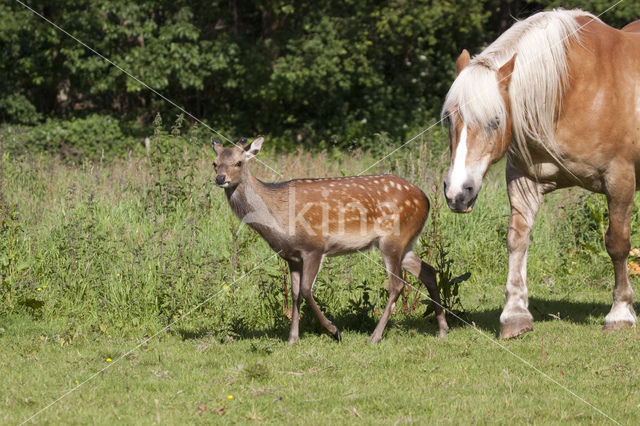 Sikahert (Cervus nippon)