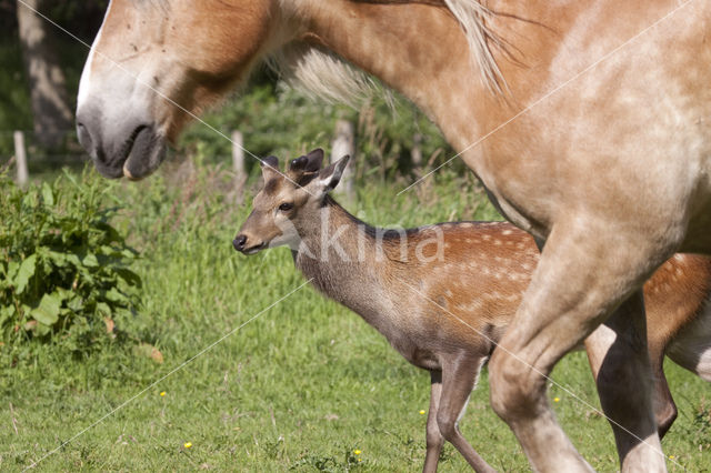 Sikahert (Cervus nippon)