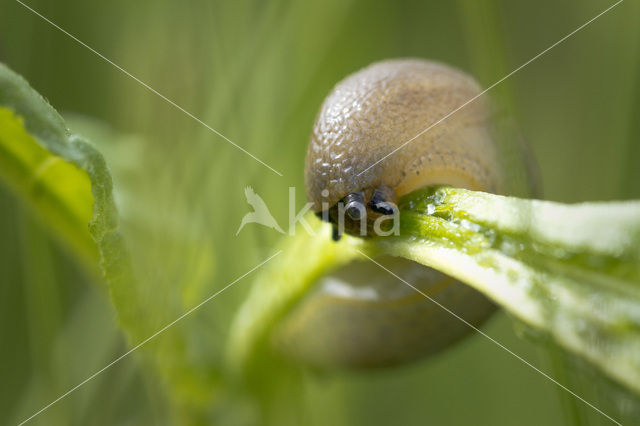 snail