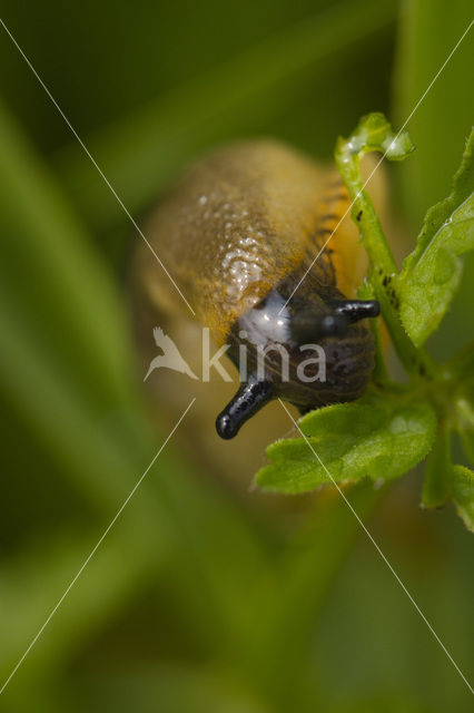 snail