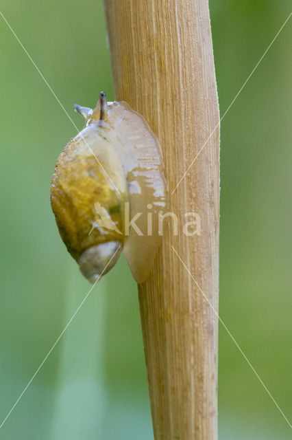 snail