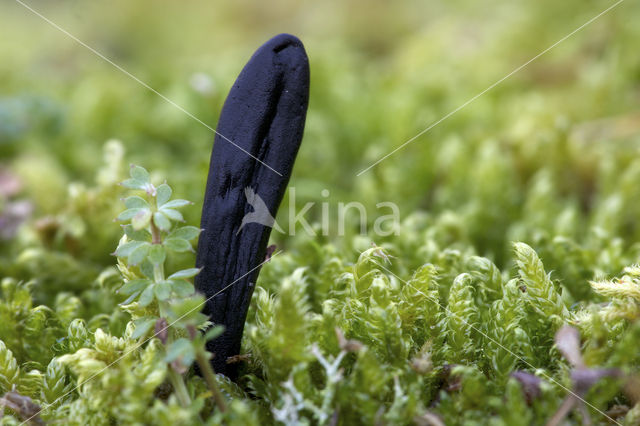 Plain Earthtongue (Geoglossum umbratile)