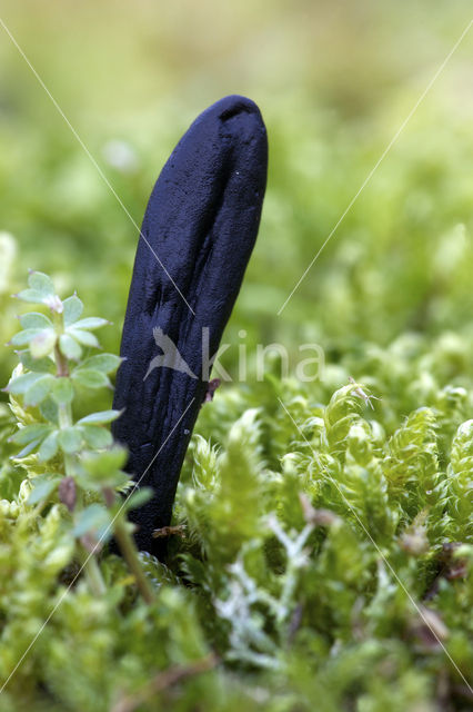 Plain Earthtongue (Geoglossum umbratile)
