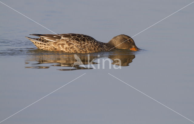 Northern Shoveler (Anas clypeata)