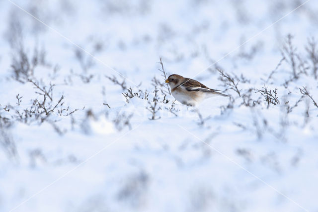 Sneeuwgors (Plectrophenax nivalis)