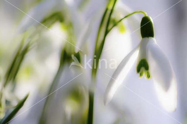 Sneeuwklokje (Galanthus spec.)