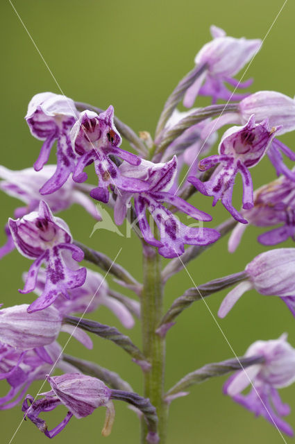 Military Orchid (Orchis militaris)