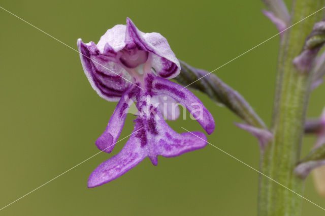 Military Orchid (Orchis militaris)