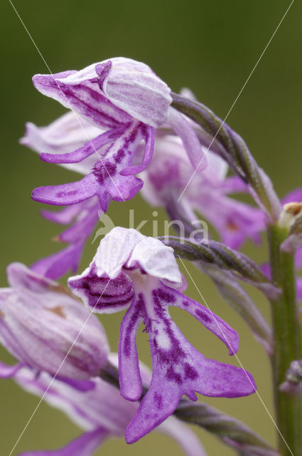 Soldaatje (Orchis militaris)