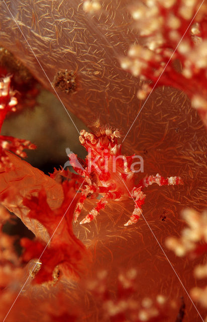 soft coral Spidercrab (Hoplophrys oatesii)