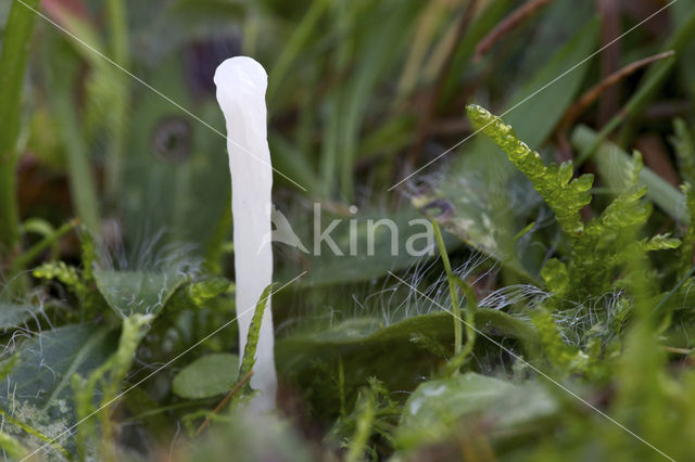 Spitse knotszwam (Clavaria falcata)