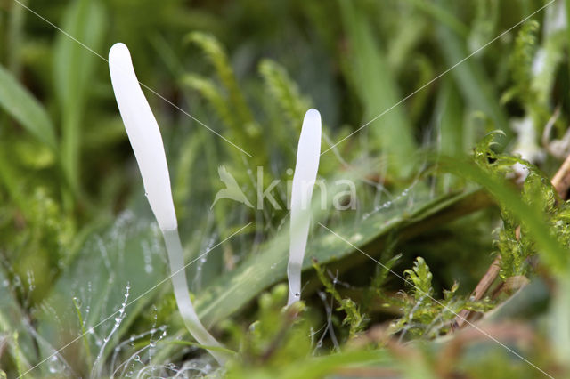 Spitse knotszwam (Clavaria falcata)