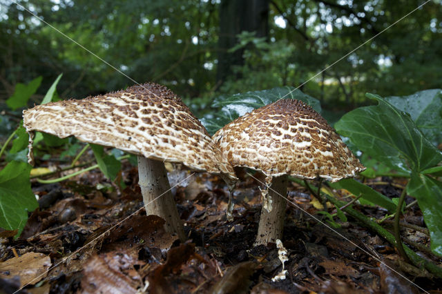 Spitsschubbige parasolzwam (Lepiota aspera)