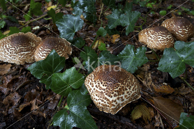 Spitsschubbige parasolzwam (Lepiota aspera)