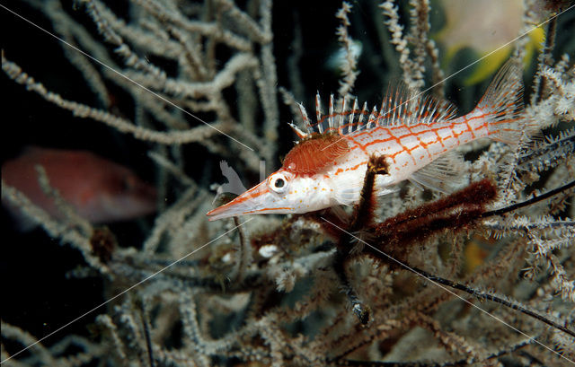 Longnose hawkfish (Oxycirrhites typus)