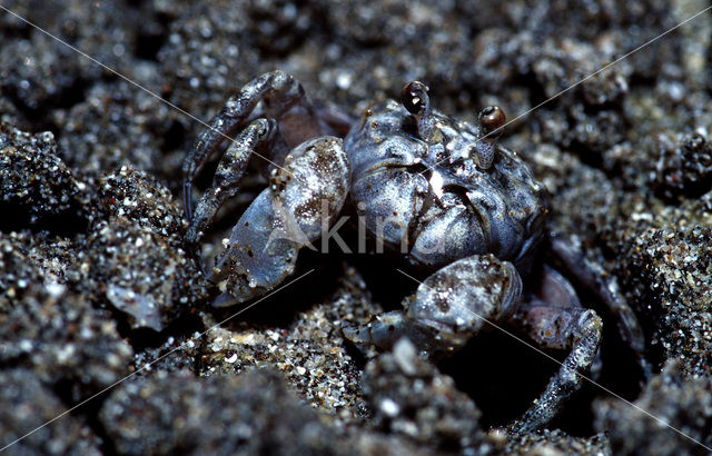 Ghost Crab (Ocypode spec.)