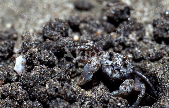 Ghost Crab (Ocypode spec.)