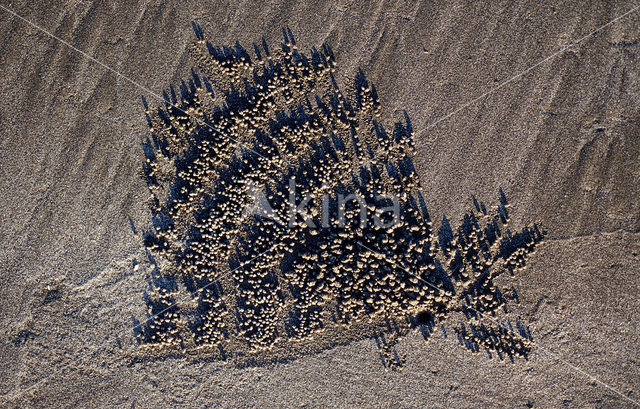 Ghost Crab (Ocypode spec.)