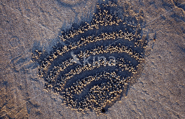 Ghost Crab (Ocypode spec.)