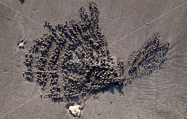 Ghost Crab (Ocypode spec.)