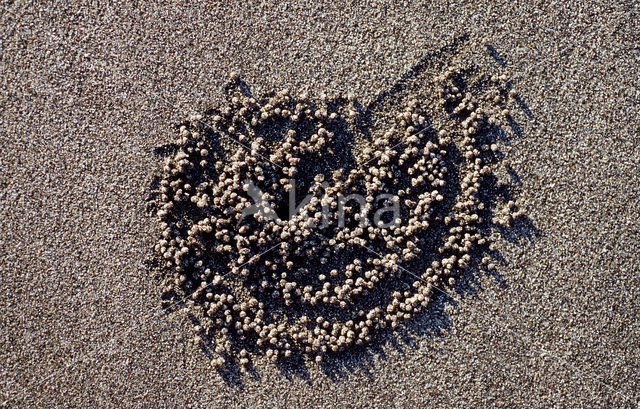 Ghost Crab (Ocypode spec.)