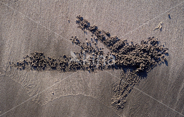 Ghost Crab (Ocypode spec.)